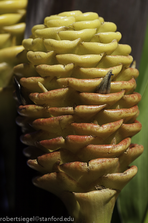 beehive ginger